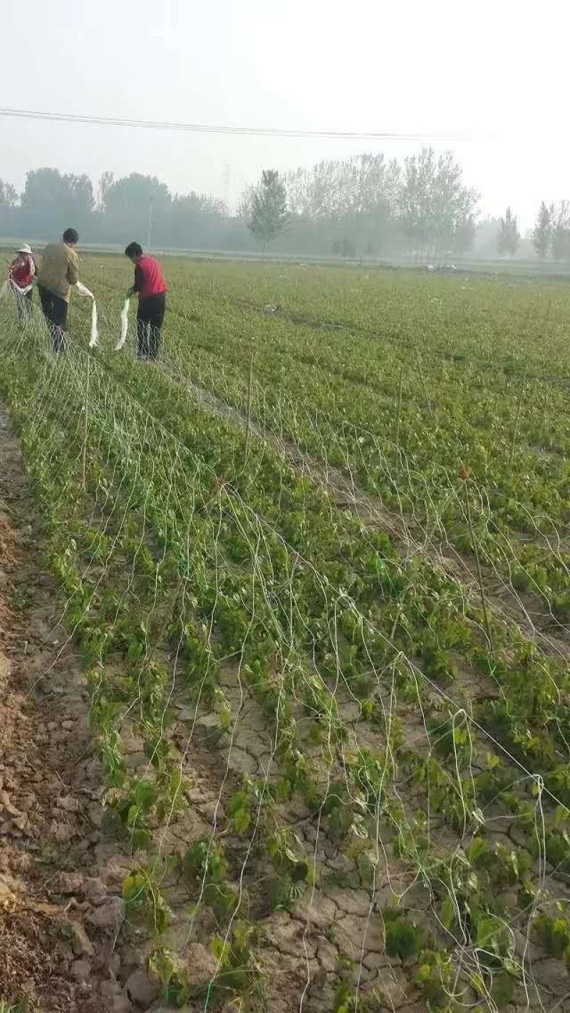 山药网，山药网架，山药爬藤网，山药网具，，