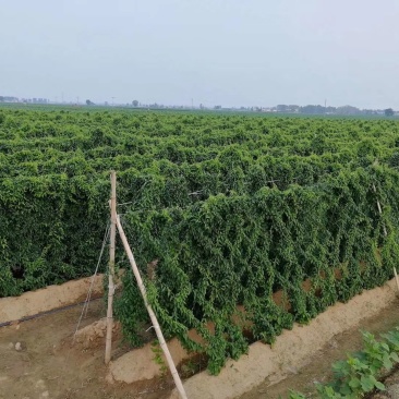 山药网，山药网架，山药爬藤网，山药网具，，