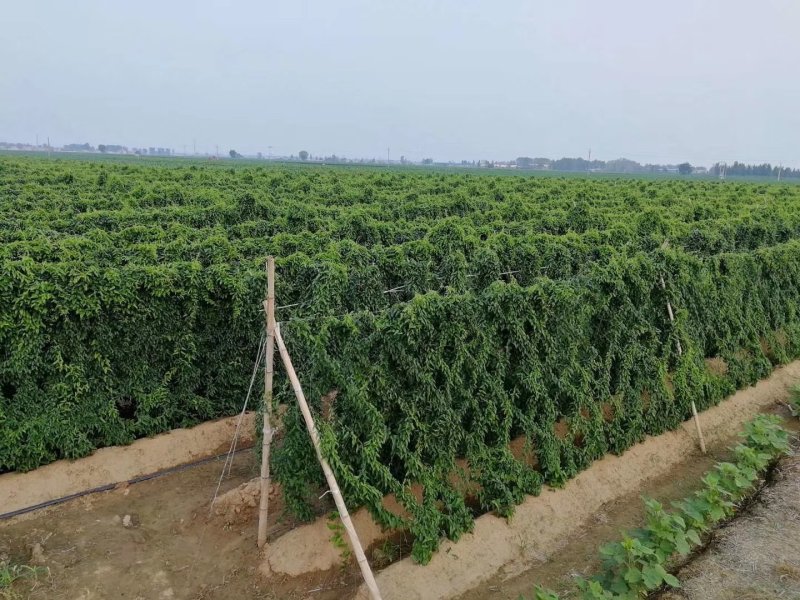 山药网，山药网架，山药爬藤网，山药网具，，