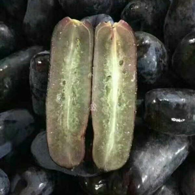 甜蜜蓝宝石葡萄苗，品质保证提供技术指导死苗免发