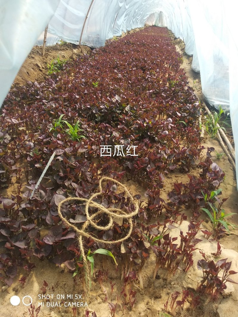 红薯地瓜秧苗，地瓜淀粉