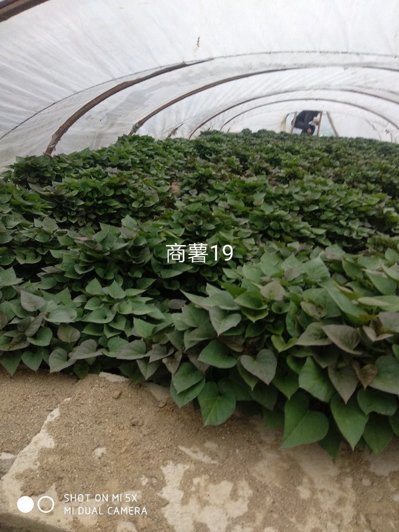 红薯地瓜秧苗，地瓜淀粉