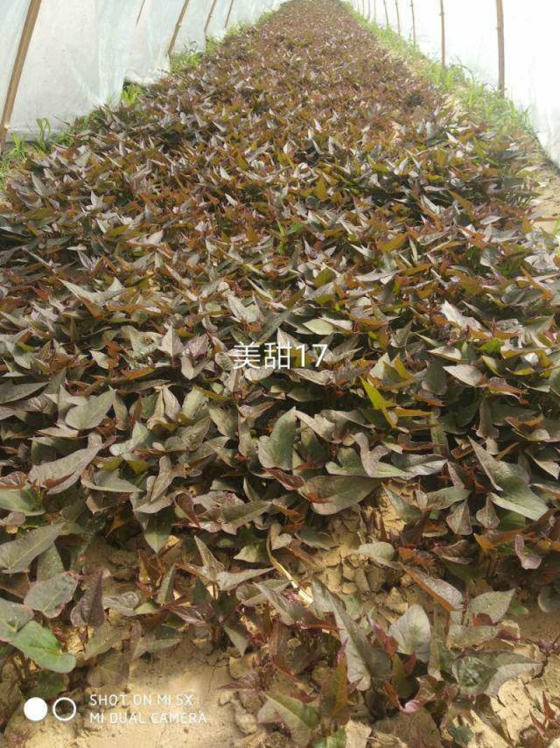 红薯地瓜秧苗，地瓜淀粉