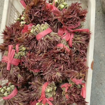 香椿芽