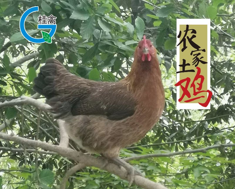 酵素鸡