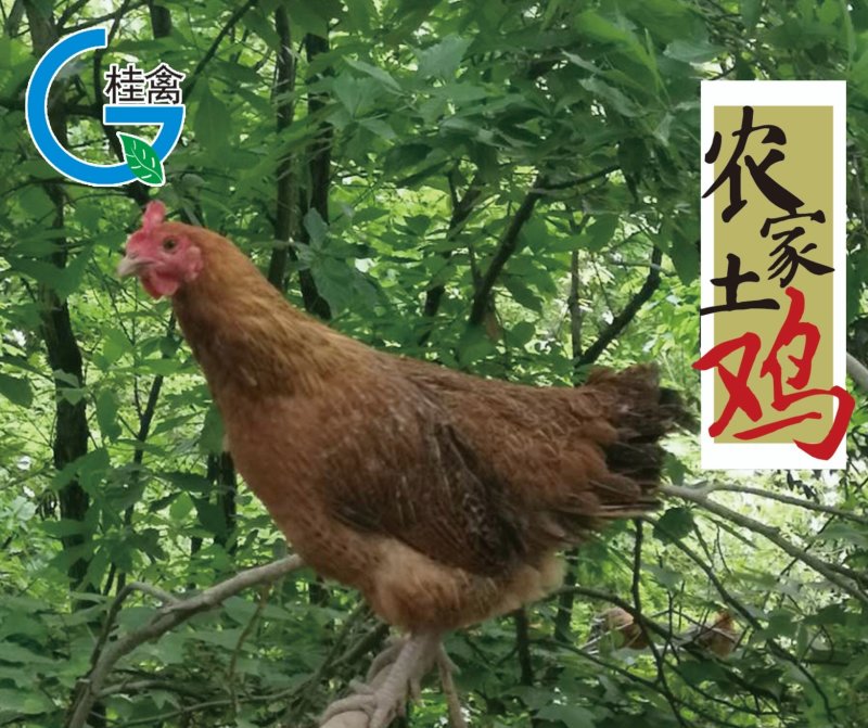 酵素鸡