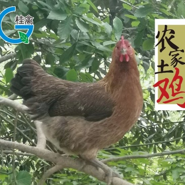 酵素鸡