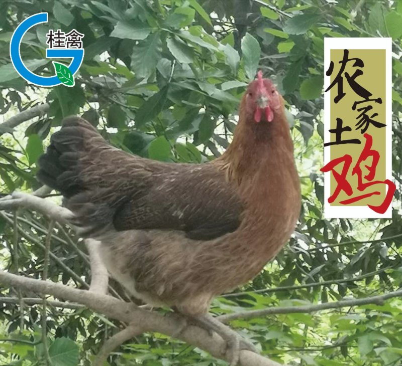 酵素鸡