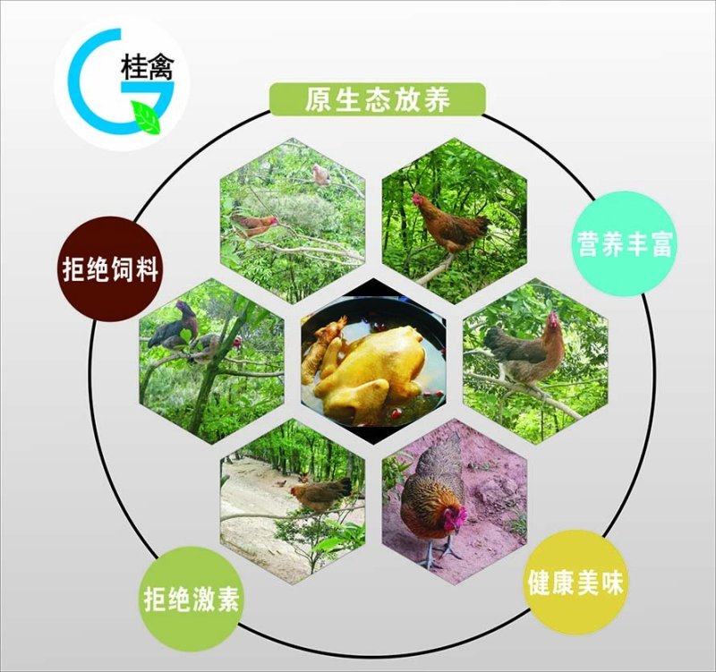 酵素鸡