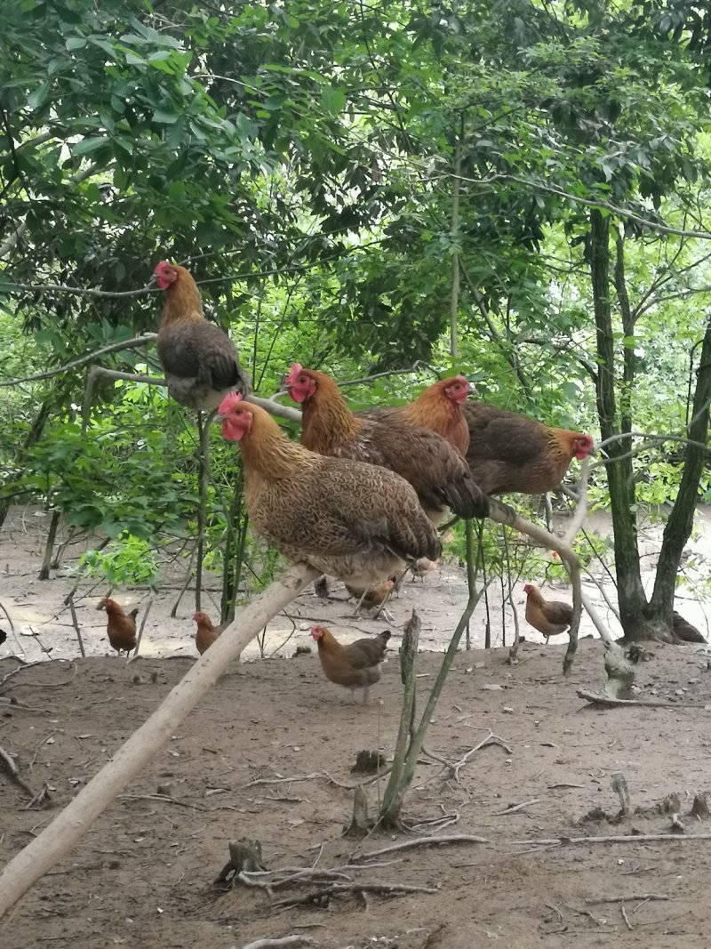 酵素鸡