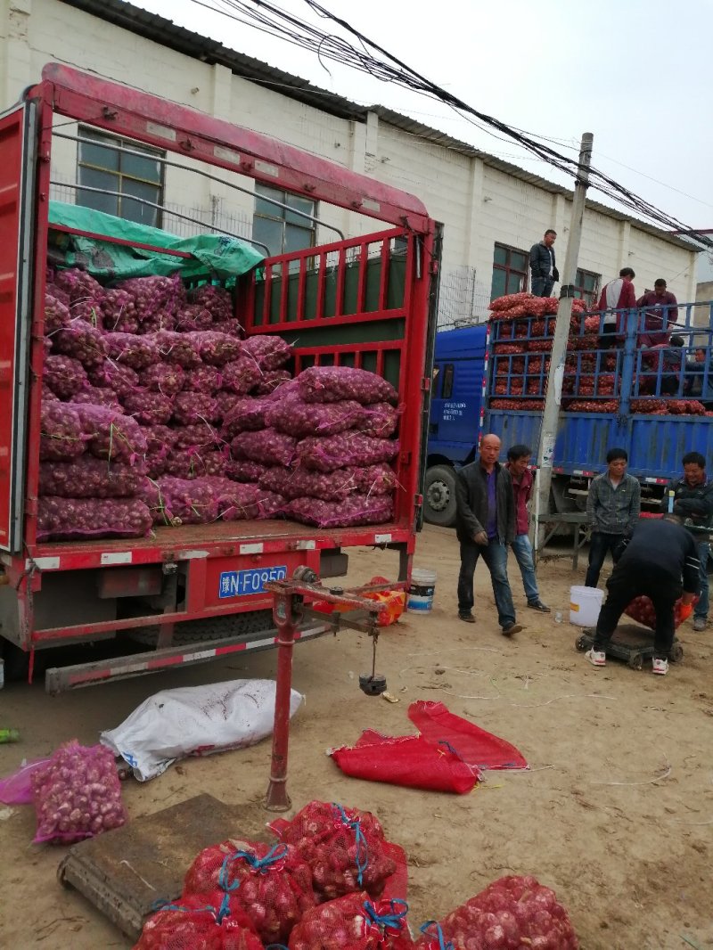 鲜蒜大量上市，代办储存和全国发货，提供各种包装，支持各种