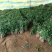 紫薯苗紫苗紫皮紫心紫薯苗紫蜜薯