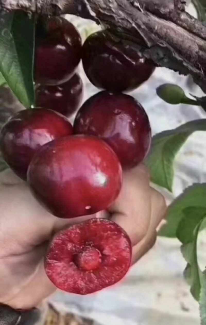 美早大樱桃树苗二年苗免费提供终生技术指导