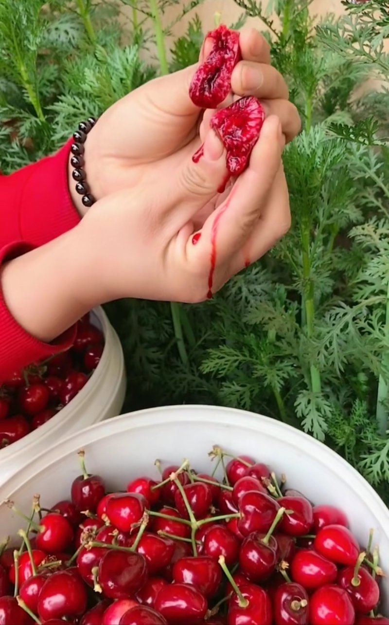 美早大樱桃树苗二年苗免费提供终生技术指导
