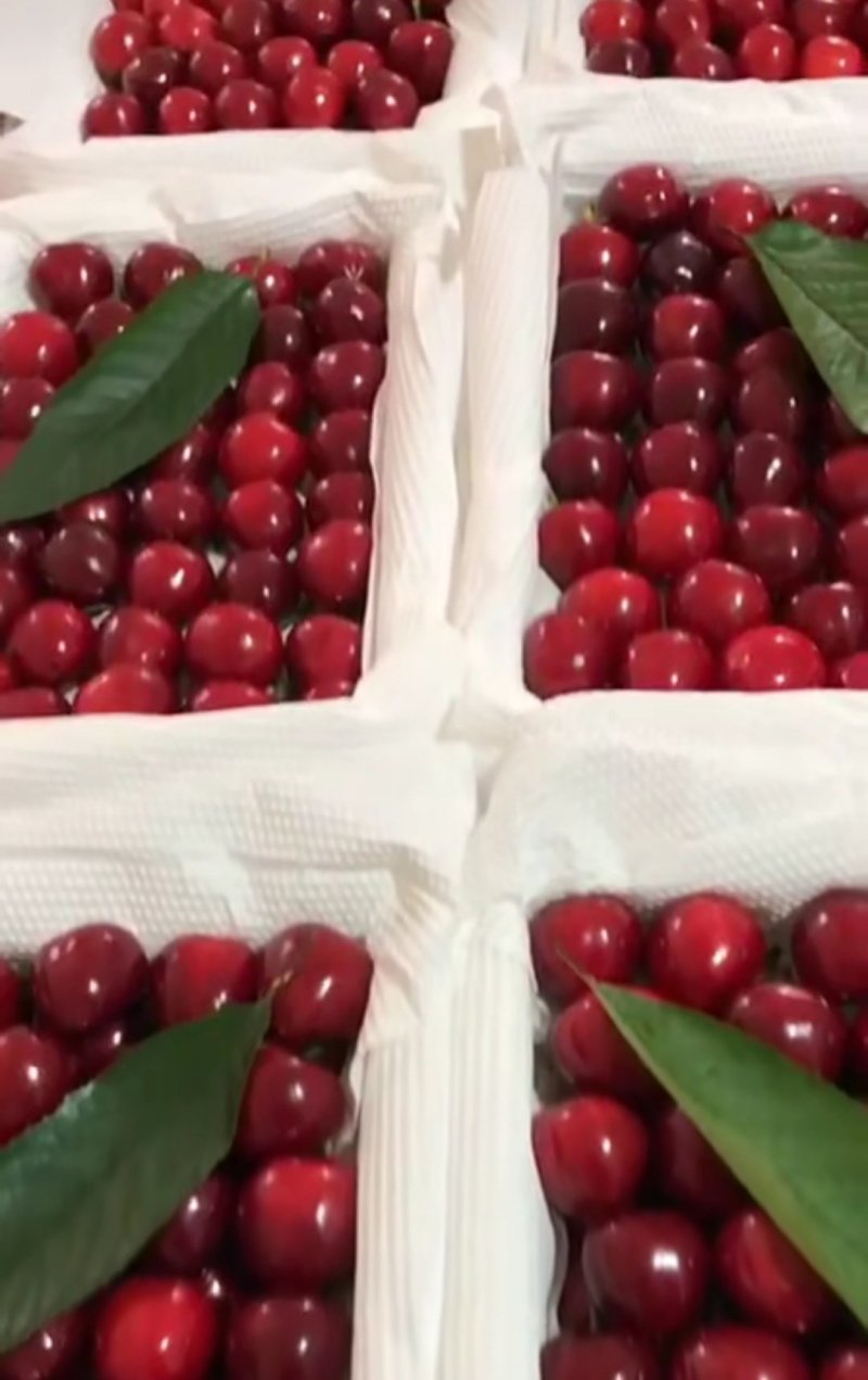 美早大樱桃树苗二年苗免费提供终生技术指导