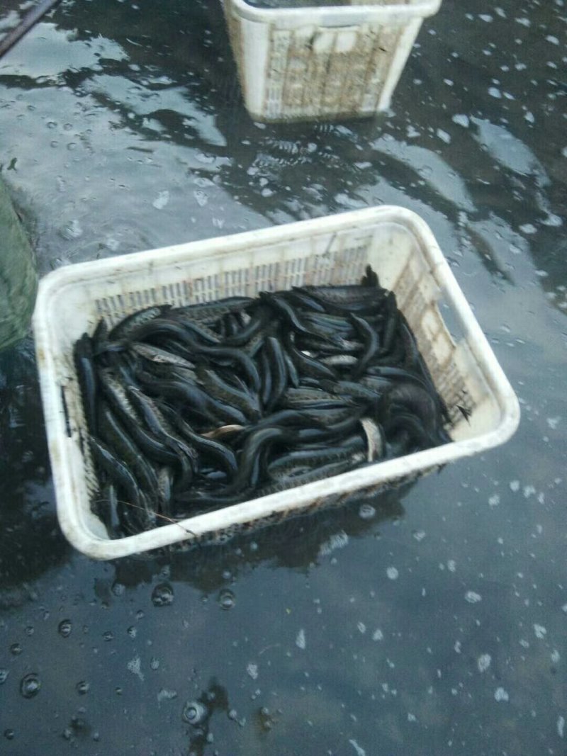 草鱼苗