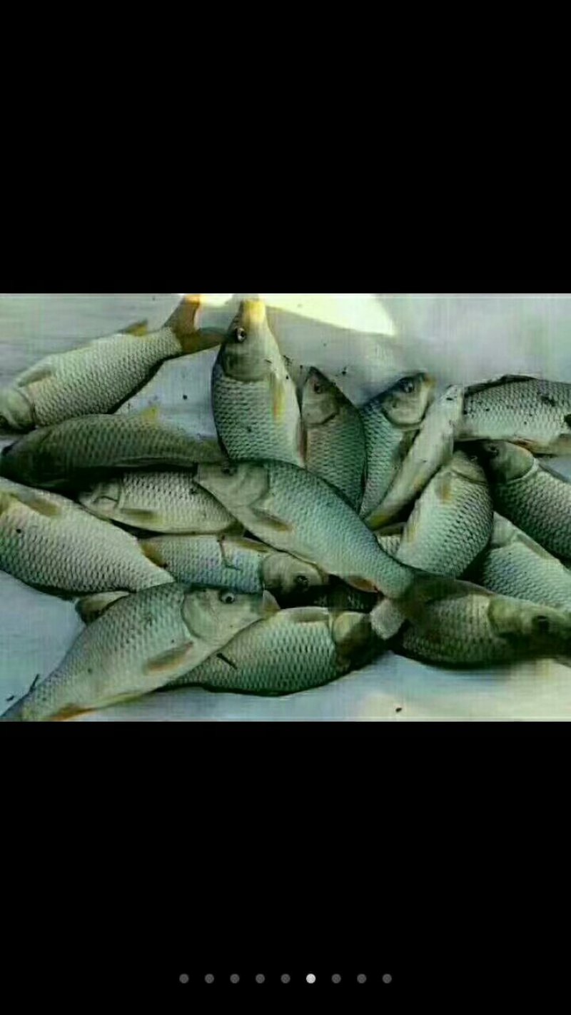 草鱼苗