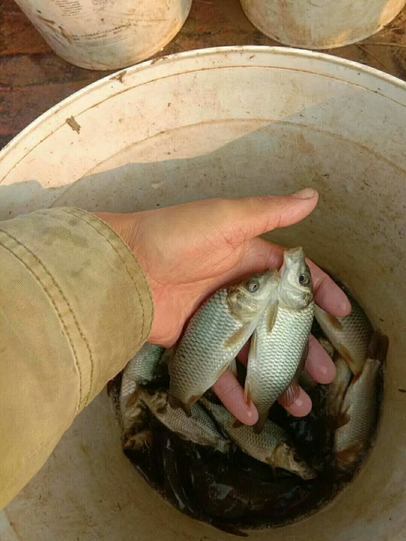 草鱼苗