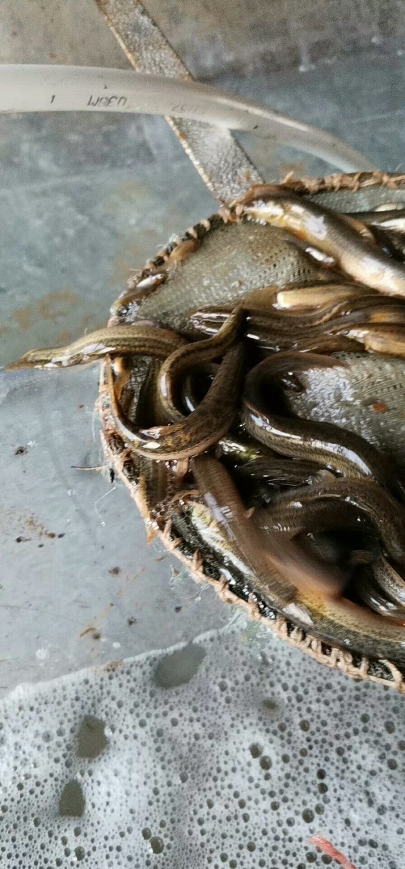 草鱼苗