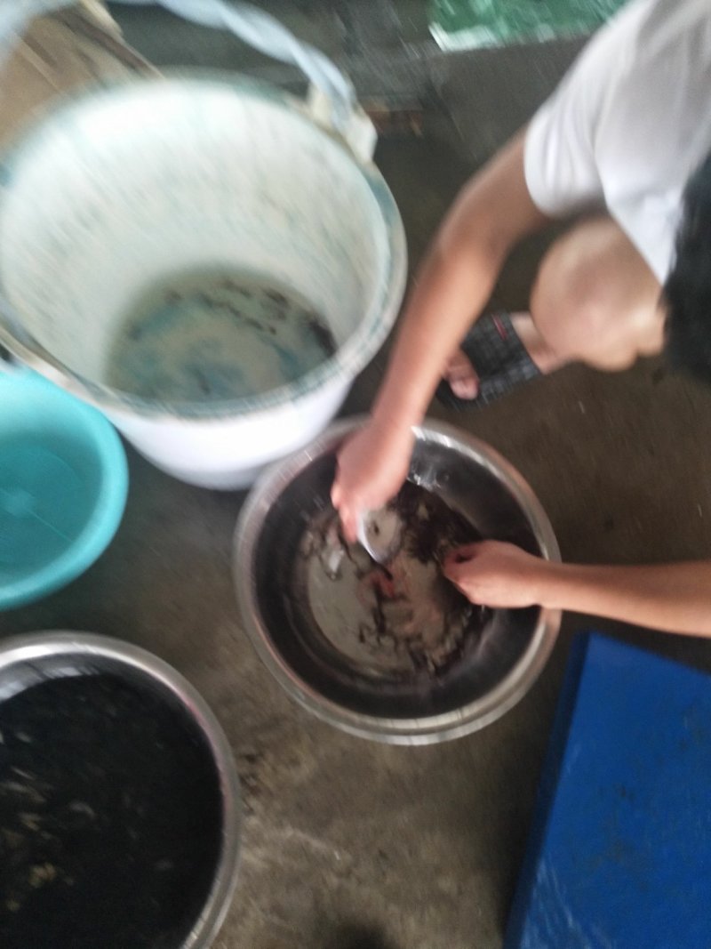 塘角塘虱鱼苗