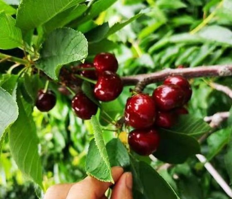 俄罗斯8号大樱桃树苗二年苗提供技术指导