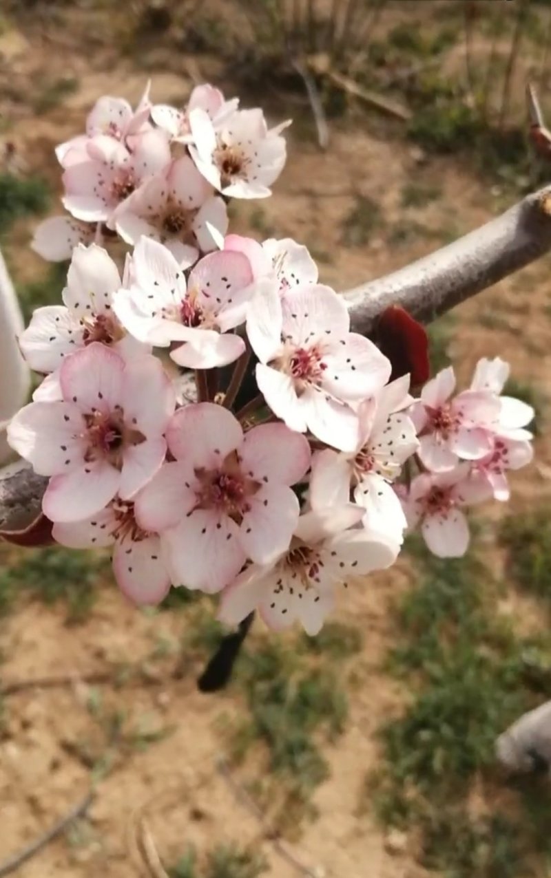 早酥红梨树苗保证纯度包邮（新疆西藏青海除外）