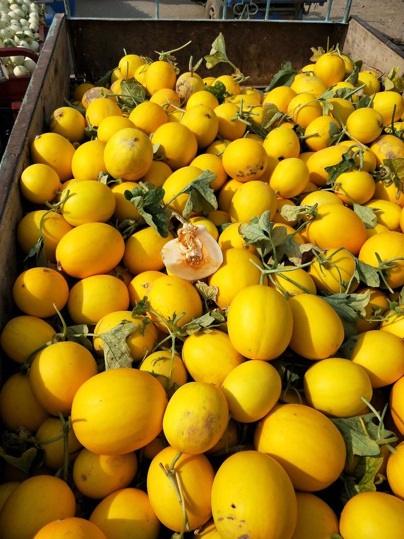 陕西各种甜瓜大量上市中，品种全，一手货源，供应商超，市场