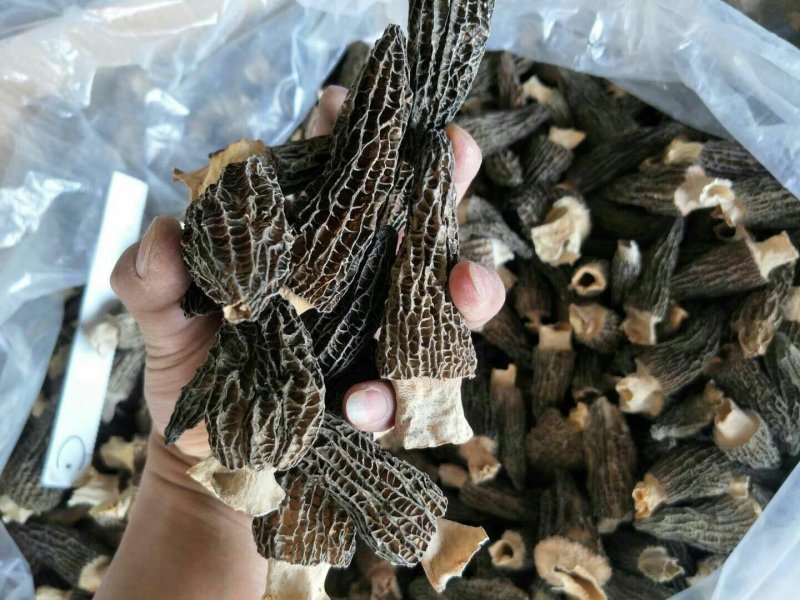 19年剪柄羊肚菌干品