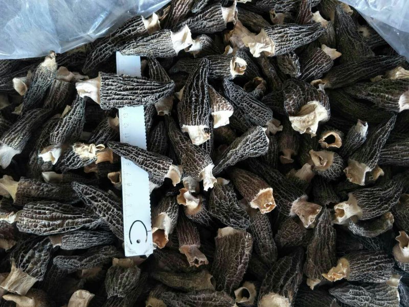 19年剪柄羊肚菌干品