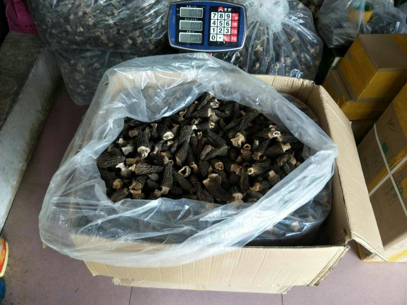 19年剪柄羊肚菌干品