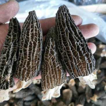 19年剪柄羊肚菌干品