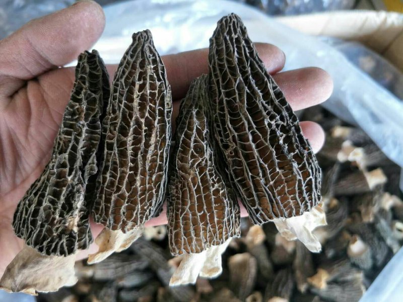 19年剪柄羊肚菌干品