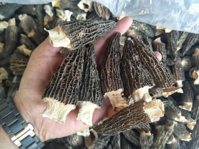 19年剪柄羊肚菌干品