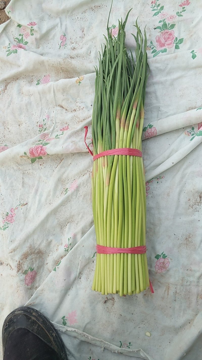 蒜苔