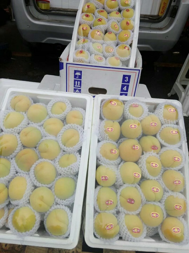冷棚凯特杏熟了需要的老板联系