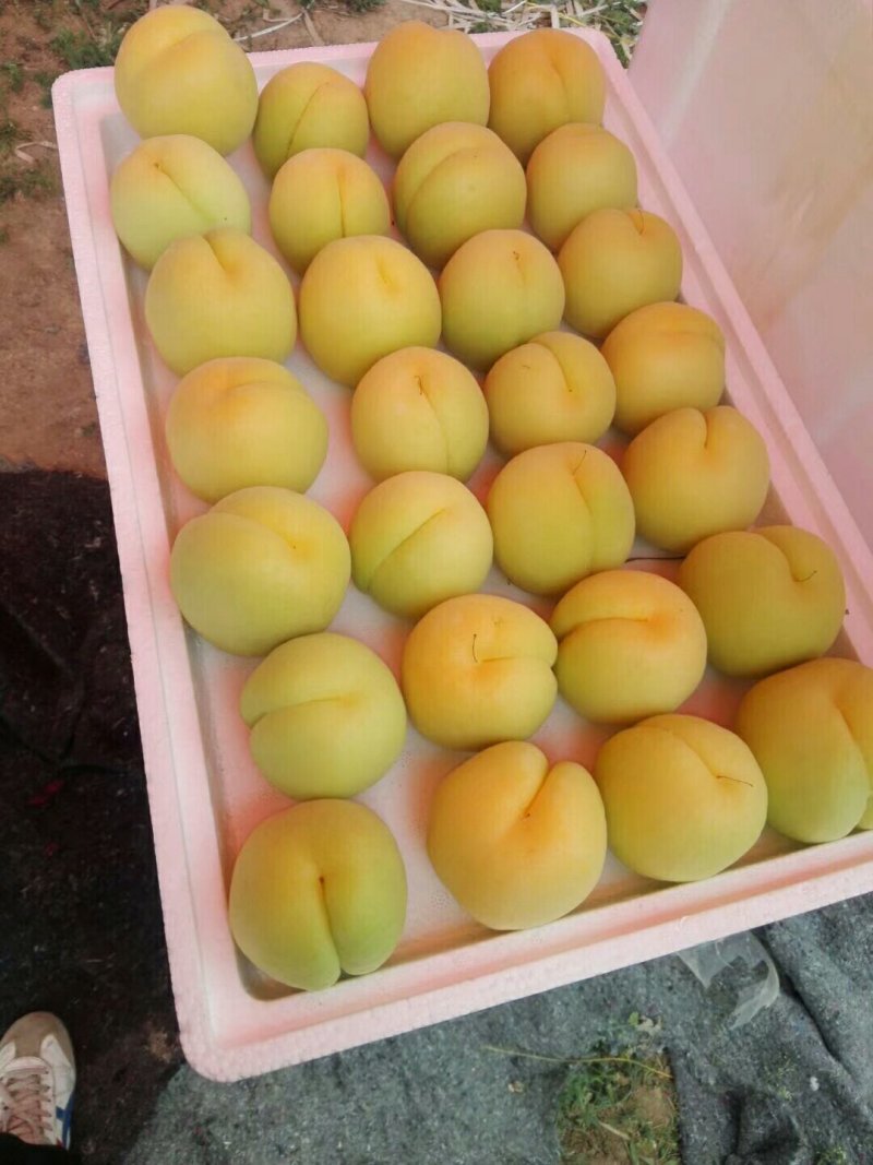 冷棚凯特杏熟了需要的老板联系