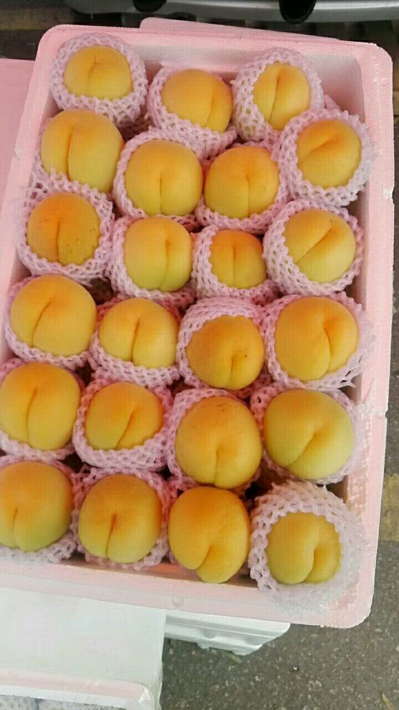 冷棚凯特杏熟了需要的老板联系
