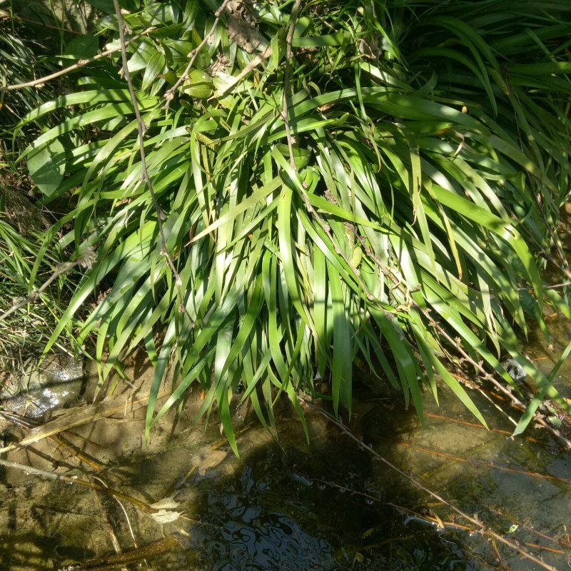 石菖蒲