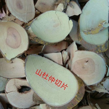 山杜仲