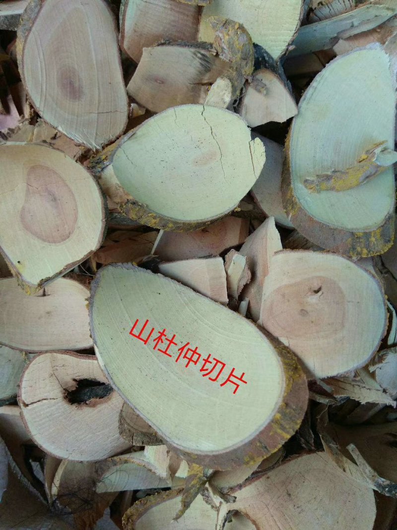 山杜仲