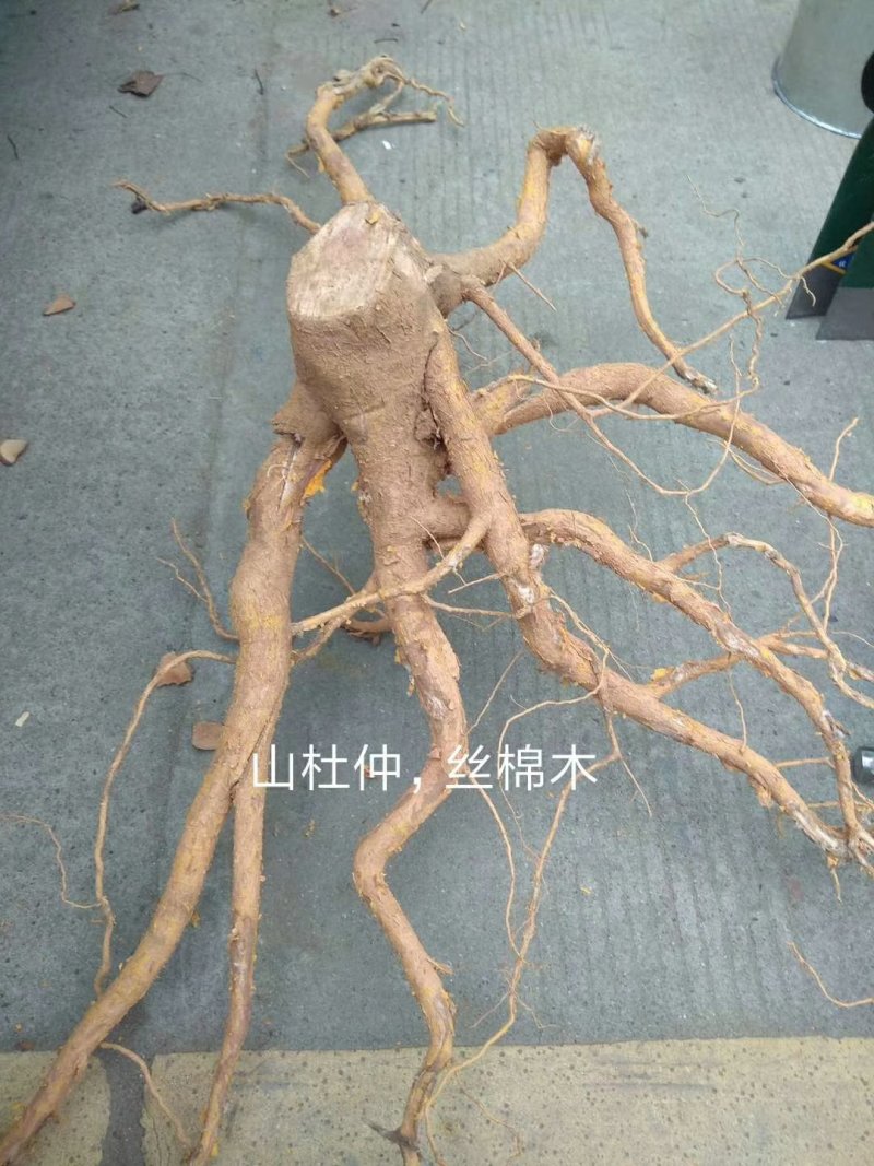 山杜仲
