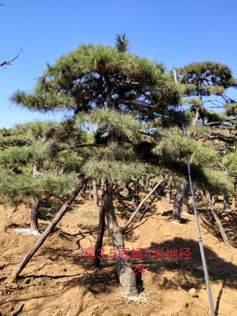 造型油松，造型黑松，造型松