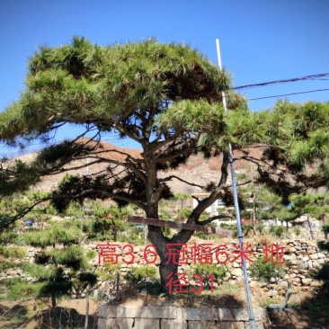造型油松，造型黑松，造型松