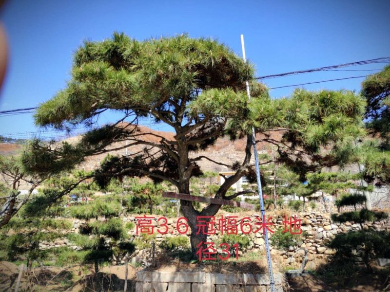 造型油松，造型黑松，造型松