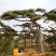 造型油松，造型黑松，造型松