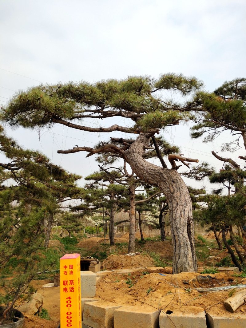 造型油松，造型黑松，造型松