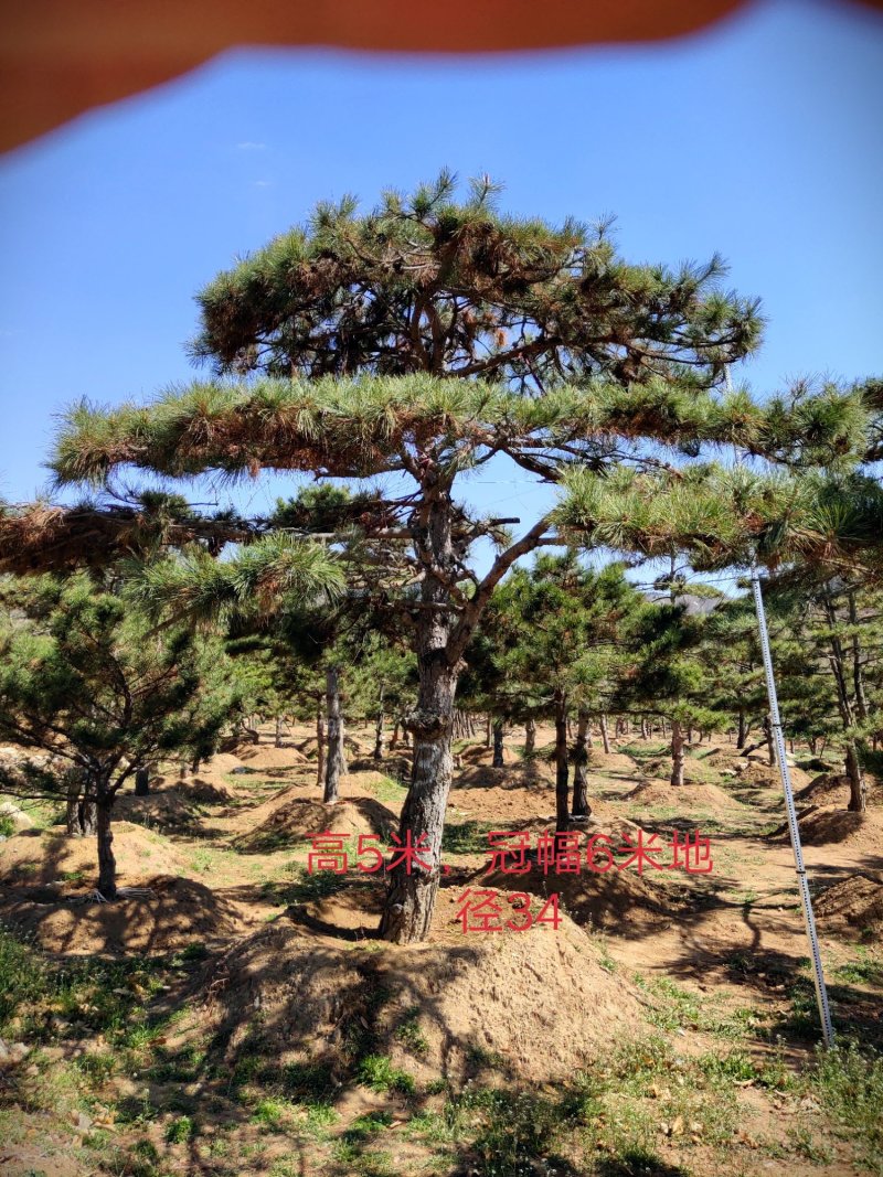 造型油松，造型黑松，造型松