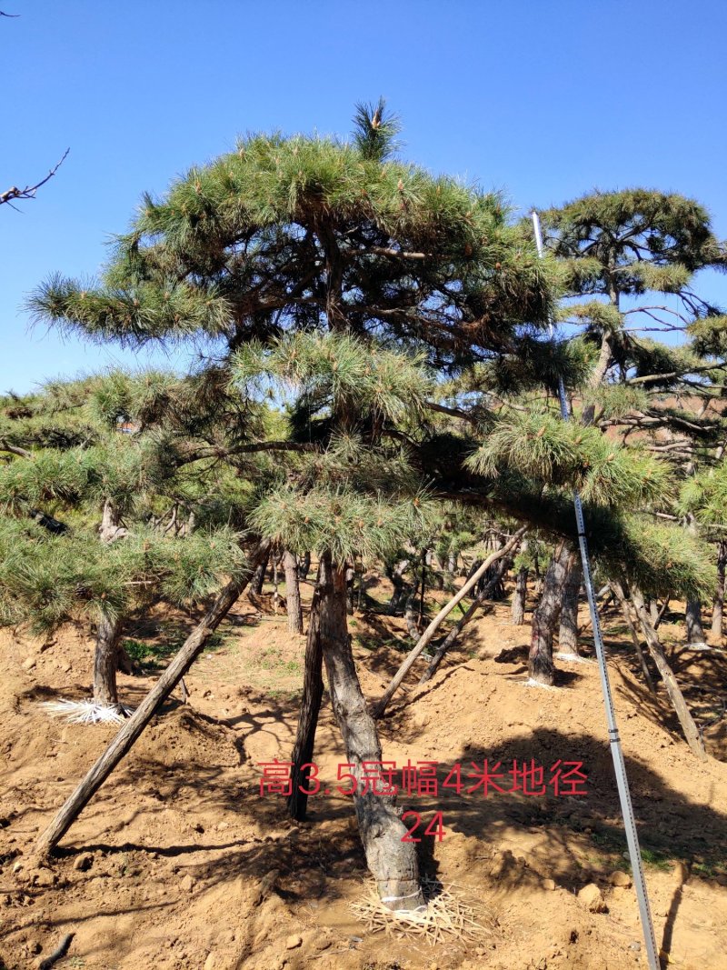 造型油松，造型黑松，造型松