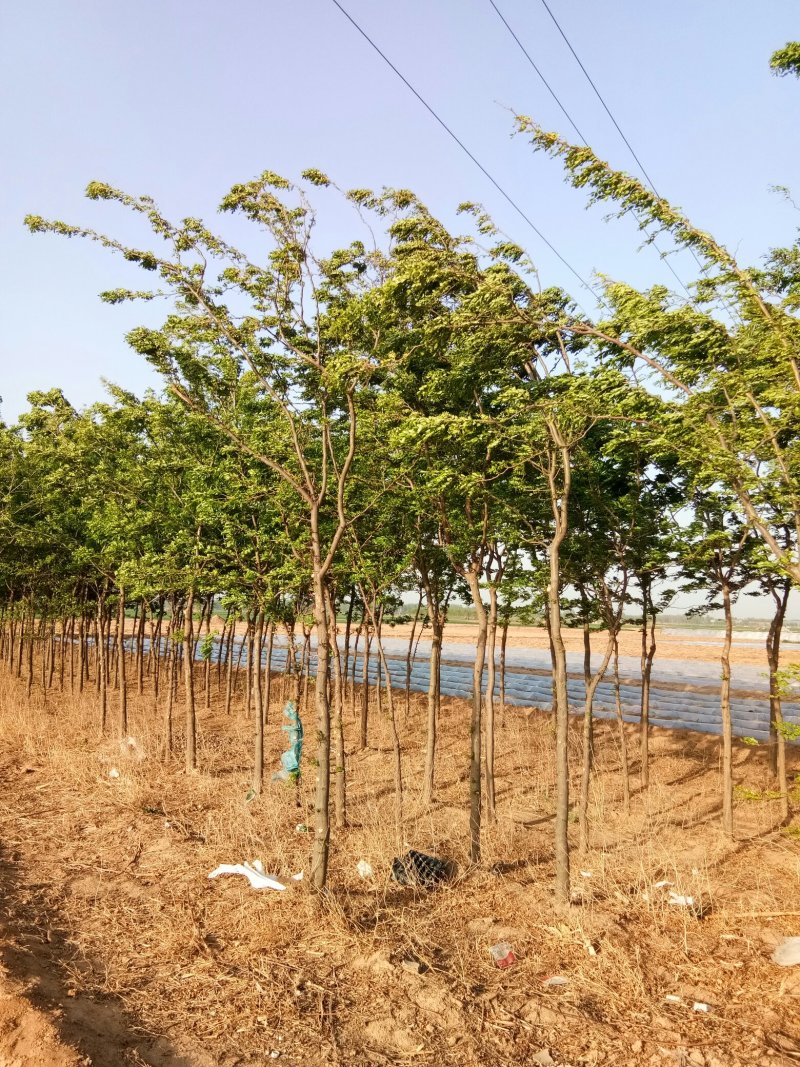 皂角树4-8公分