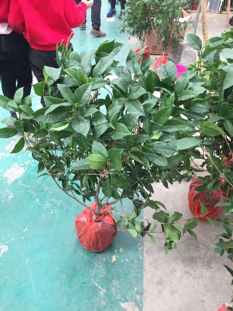 桂花球福建四海园基地直销